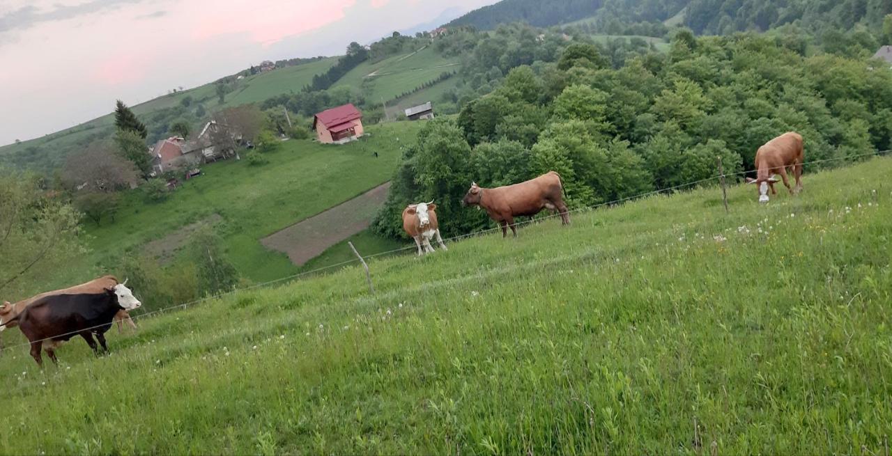 Casa Nicoladis Leilighet Zărneşti Eksteriør bilde